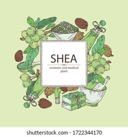 Background with branch shea, shea nut, essential oil, soap and bath salt . Cosmetic, perfumery and medical plant. Vector hand drawn illustration. 