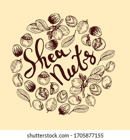 Background with branch Shea tree with fruits, nuts, leaves and Shea butter. Detailed hand-drawn sketches and lettering, vector botanical illustration. For cosmetics, medicine, aromatherapy. 