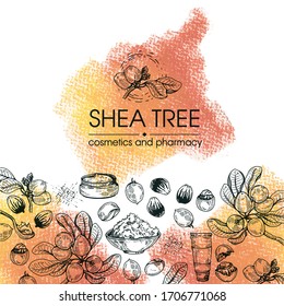 Background with branch Shea tree with fruits, nuts, leaves and Shea butter. Detailed hand-drawn sketches, vector botanical illustration. For cosmetics, medicine, aromatherapy.