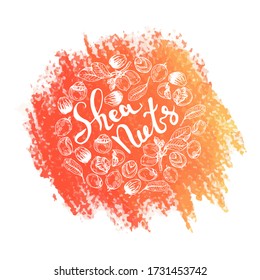Background with branch Shea tree with fruits, nuts, leaves and Shea butter. Detailed hand-drawn sketches a