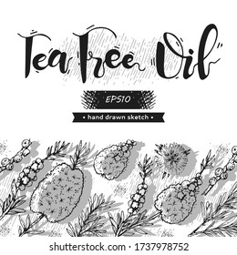 Background with branches with leaves and flowers of tea tree and lettering . Detailed hand-drawn sketches, vector botanical illustration.