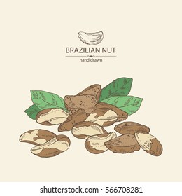 Background with brazilian nut. Hand drawn