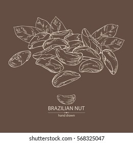 Background with brazilian nut. Hand drawn