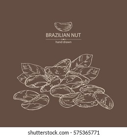 Background with brazilian nut. Hand drawn.