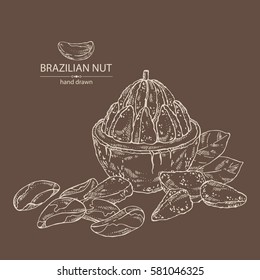 Background with brazilian nut. Hand drawn