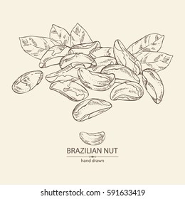 Background with brazilian nut. Hand drawn.