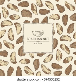 Background with brazilian nut. Hand drawn.