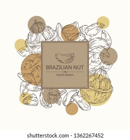 Background with brazilian nut. Vector hand drawn illustration