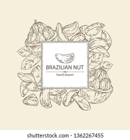 Background with brazilian nut. Vector hand drawn illustration