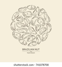 Background with brazilian nut. Vector hand drawn illustration.