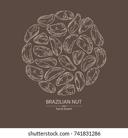 Background with brazilian nut. Vector hand drawn illustration.
