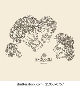 Antecedentes con brócoli: brócoli completo, trozo y brocoli inflorescencia. Ilustración dibujada a mano por vectores. 