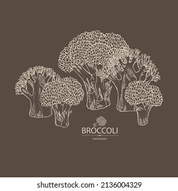 Antecedentes con brócoli: brócoli completo, trozo y brocoli inflorescencia. Ilustración dibujada a mano por vectores. 