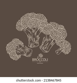 Antecedentes con brócoli: brócoli completo, trozo y brocoli inflorescencia. Ilustración dibujada a mano por vectores. 