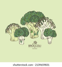 Antecedentes con brócoli: brócoli completo, trozo y brocoli inflorescencia. Ilustración dibujada a mano por vectores. 