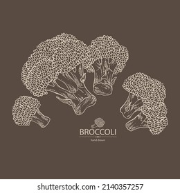 Antecedentes con brócoli: brócoli completo, trozo y brocoli inflorescencia. Ilustración dibujada a mano por vectores. 