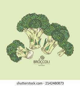 Antecedentes con brócoli: brócoli completo, trozo y brocoli inflorescencia. Ilustración dibujada a mano por vectores. 