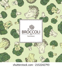 Background with broccoli: full broccoli, piece and broccoli inflorescence. Vector hand drawn illustration. 