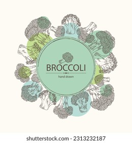 Background with broccoli: full broccoli, piece and broccoli inflorescence. Vector hand drawn illustration.