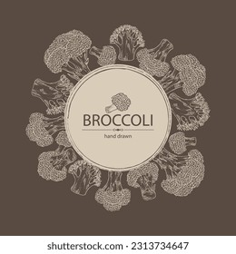 Background with broccoli: full broccoli, piece and broccoli inflorescence. Vector hand drawn illustration.