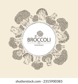 Background with broccoli: full broccoli, piece and broccoli inflorescence. Vector hand drawn illustration.