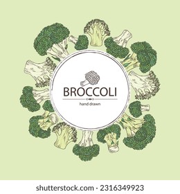 Background with broccoli: full broccoli, piece and broccoli inflorescence. Vector hand drawn illustration.