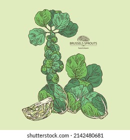 Background with brussels sprouts: head of cabbage, full brussels sprouts and brussels sprouts piece. Vector hand drawn illustration. 