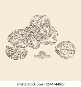 Background with brussels sprouts: head of cabbage, full brussels sprouts and brussels sprouts piece. Vector hand drawn illustration. 