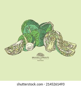 Background with brussels sprouts: head of cabbage, full brussels sprouts and brussels sprouts piece. Vector hand drawn illustration. 