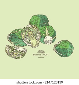 Background with brussels sprouts: head of cabbage, full brussels sprouts and brussels sprouts piece. Vector hand drawn illustration. 