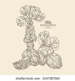 Background with brussels sprouts: head of cabbage, full brussels sprouts and brussels sprouts piece. Vector hand drawn illustration. 