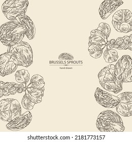 Background with brussels sprouts: head of cabbage, full brussels sprouts and brussels sprouts piece. Vector hand drawn illustration. 