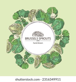 Background with brussels sprouts: head of cabbage, full brussels sprouts and brussels sprouts piece. Vector hand drawn illustration. 