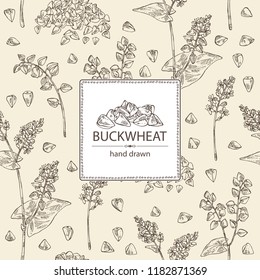 Background with buckwheat: plant and buckwheat groats. Vector hand drawn illustration