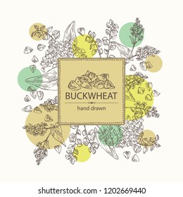 Background with buckwheat: plant and buckwheat groats. Vector hand drawn illustration