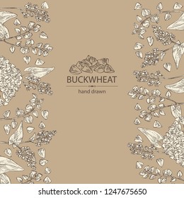 Background with buckwheat: plant and buckwheat groats. Vector hand drawn illustration