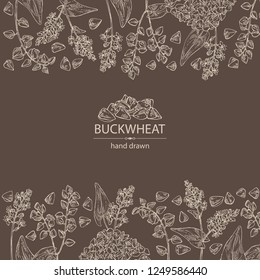Background with buckwheat: plant and buckwheat groats. Vector hand drawn illustration