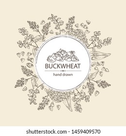 Background with buckwheat: plant and buckwheat groats. Vector hand drawn illustration