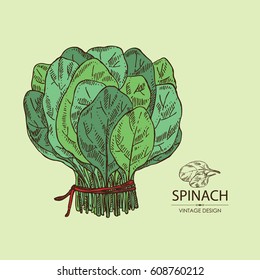 Background with bunch of spinach: leaves of spinach. Hand drawn