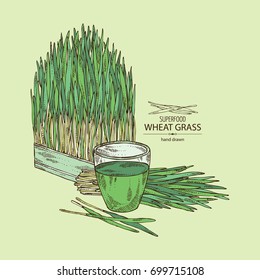 Background with bundle of wheat grass and cocktail of juice wheat grass. Superfood. Vector hand drawn illustration.