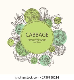 Background with cabbage: broccoli, chinese cabbage, kohlrabi and cauliflower. Vector hand drawn illustration.
