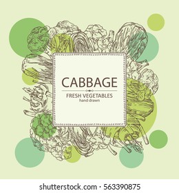Background with cabbage: broccoli, chinese cabbage, kohlrabi and cauliflower. hand drawn.
