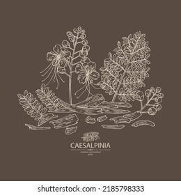 Background with caesalpinia: caesalpinia plant, leaves, caesalpinia flowers and caesalpinia bark. Cosmetic, perfumery and medical plant. Vector hand drawn illustration