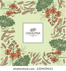 Background with caesalpinia: caesalpinia plant, leaves, caesalpinia flowers and caesalpinia bark. Cosmetic, perfumery and medical plant. Vector hand drawn illustration