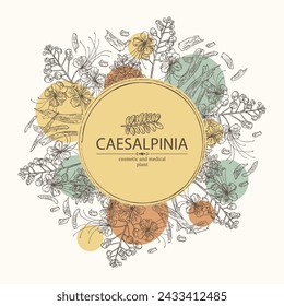 Background with caesalpinia: caesalpinia plant, leaves, caesalpinia flowers and caesalpinia bark. Cosmetic, perfumery and medical plant. Vector hand drawn illustration