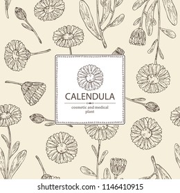 Background with calendula: calendula plant, leaves and calendula bud and flowers. Cosmetics and medical plant. Vector hand drawn illustration.