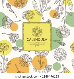 Background with calendula: calendula plant, leaves and calendula bud and flowers. Cosmetics and medical plant. Vector hand drawn illustration.
