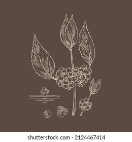 Background with callicarpa macrophylla: callicarpa macrophylla plant, leaves and callicarpa macrophylla berries. Cosmetic, perfumery and medical plant. Vector hand drawn illustration