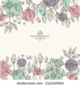 Background with callicarpa macrophylla: callicarpa macrophylla plant, leaves and callicarpa macrophylla berries. Cosmetic, perfumery and medical plant. Vector hand drawn illustration