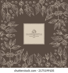 Antecedentes con callicarpa macrophylla: planta de callicarpa macrophylla, hojas y bayas de callicarpa macrophylla. Cosmética, perfumería y planta médica. Ilustración dibujada a mano por el vector